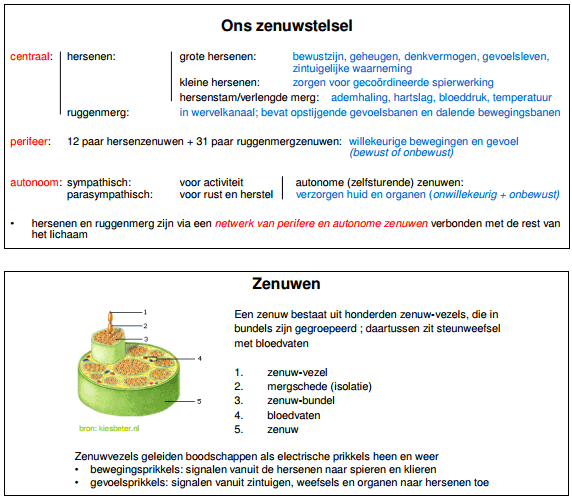 ons zenuwstelsel