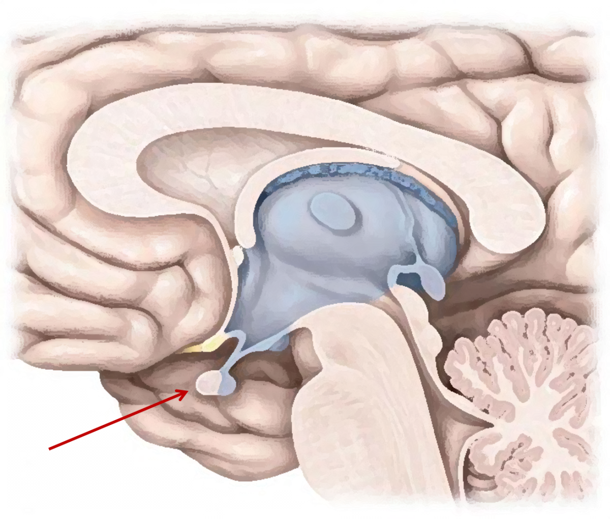 hypofyse