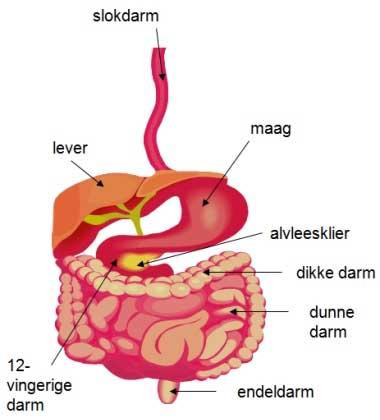 autonome-neuropathie-maag-darm